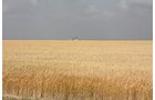 Property photo 18 - Cimarron, Kansas Land Auction - 310 Acres Offered in 7 Tracts